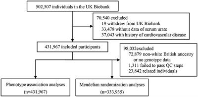 The Association of Hyperuricemia and Gout With the Risk of Cardiovascular Diseases: A Cohort and Mendelian Randomization Study in UK Biobank
